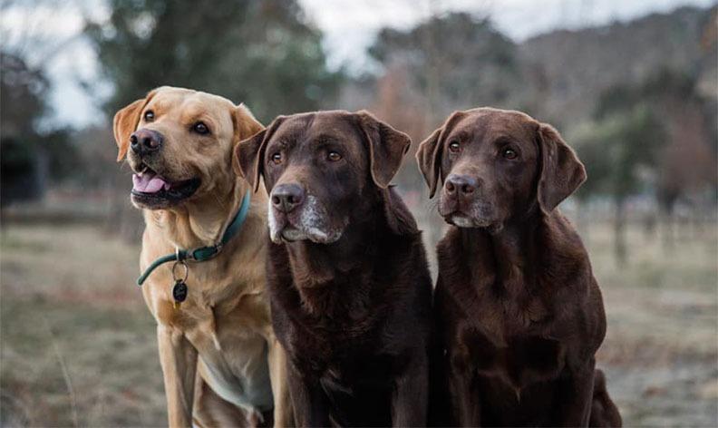 Hunt for Truffles with Adorable Truffle Farm Dogs