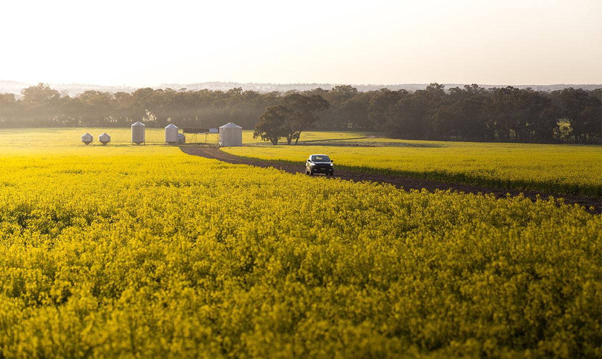 See Quaint Villages and Bucolic Scenery Along the Canola Trail