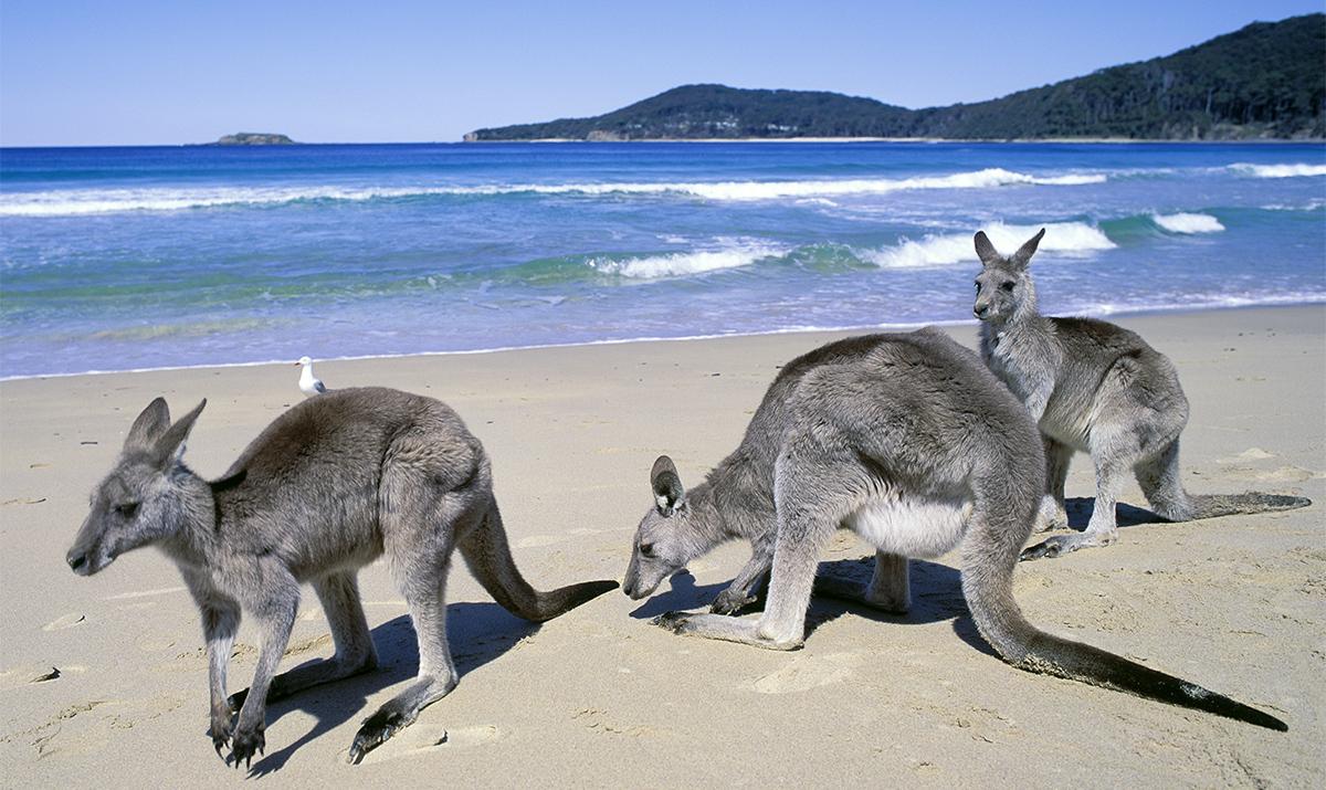 Meet Kangaroos at Pebbly Beach