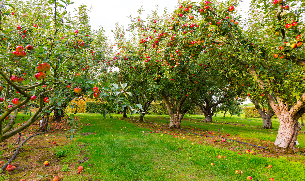 Have an Apple Picking Adventure at Bilpin Fruit Bowl Orchard